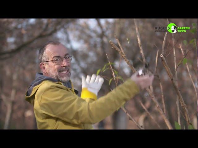 Rückschnitt von Ziersträuchern im Winter - Gartentipps von Volker Kugel - www.grünzeug.tv