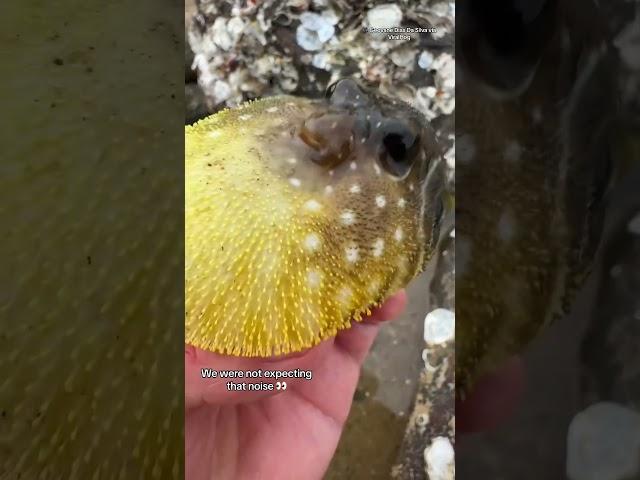 Protective puffer fish 