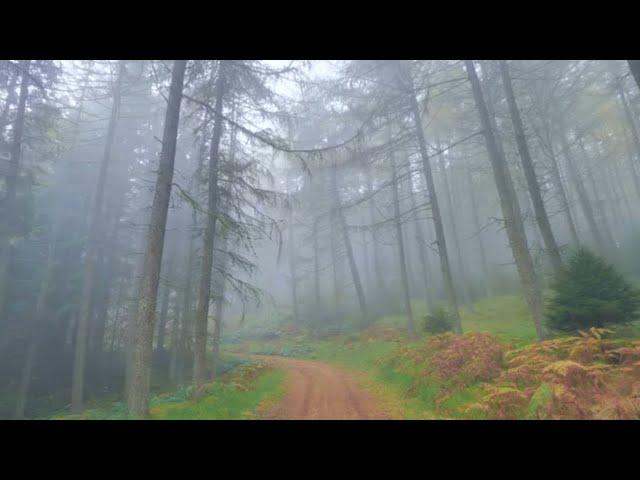 Misty Tay Forest Walk, Scottish Countryside 4K