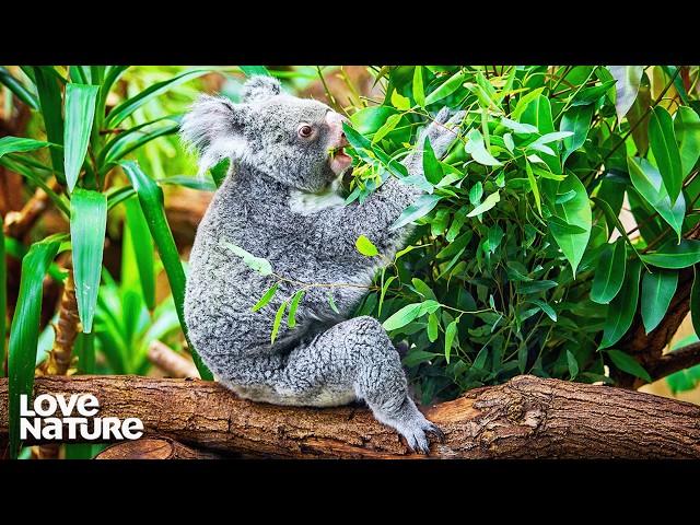 Everything You Need To Know About Koalas | Secret Life of the Koala 101+102