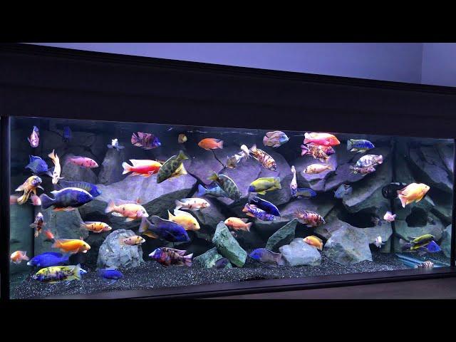 Overview of the 300G Cichlid tank