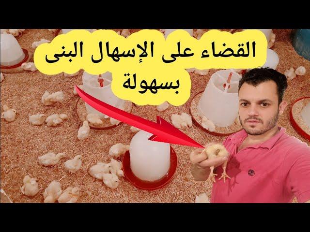 القضاء على الإسهال البنى للكتاكيت والفراخ الكبيرة في أسرع وقت