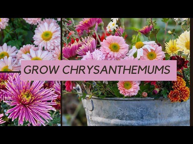 Growing chrysanthemums - what you really need to know!