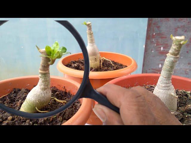 How to Graft Adenium Double Petal (Desert Rose)The easiest method