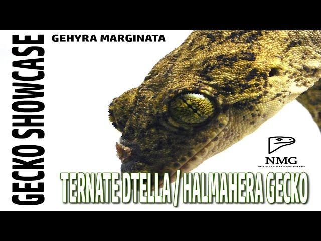 Gecko Showcase: Ternate Dtella / Halmahera Gecko