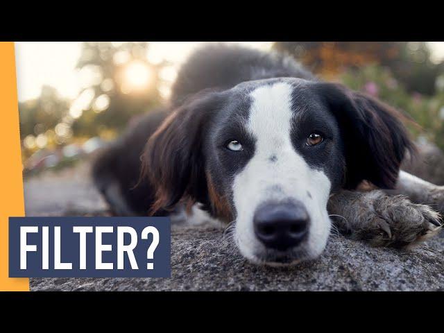 Filter für die Tierfotografie? K&F Concept Filter im Test | WIEBKE HAAS