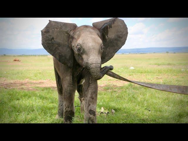 Rescue of Orphaned Elephant Olomunyak | Sheldrick Trust