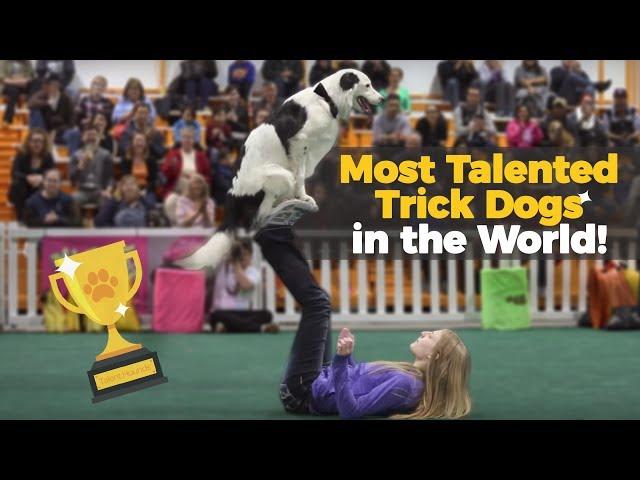 Talented Dogs like Hero the Super Collie from America's Got Talent show amazing tricks