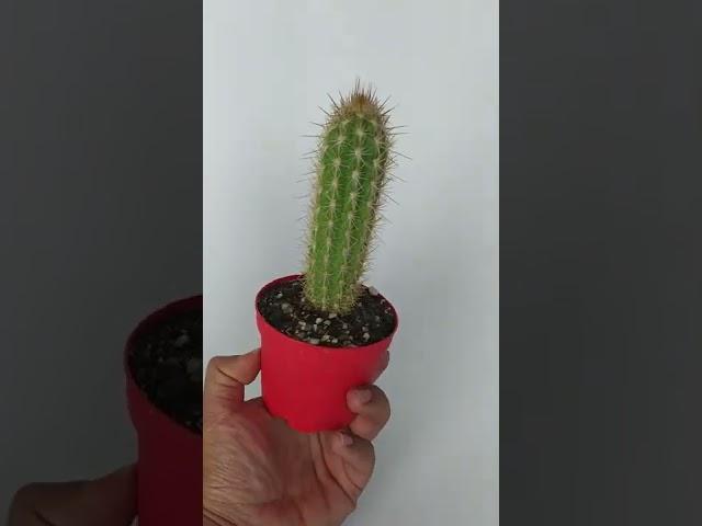 Pilosocereus Gounellei Sütun Kaktüs Özel Tür 8.5 cm Kırmızı Saksıda