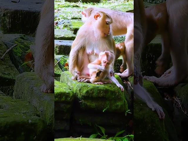 Watch the Sovana family’s baby monkeys enjoy their playful moments! 98