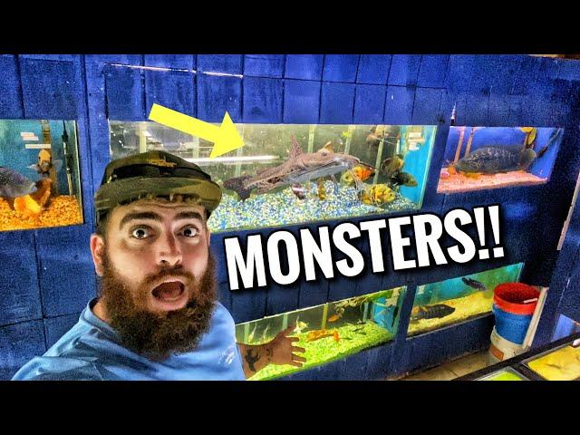 EXOTIC Fish Store Tour, Monster APEX PREDATOR FISHTANKS!!