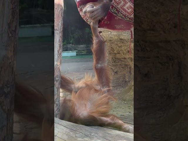 Oh, those babies, orangutans #monkey #primate#zoolife #monkeylife #animals