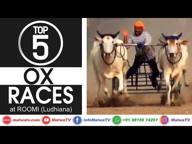 𝐓𝐎𝐏 𝟔 𝐎𝐗 𝐑𝐀𝐂𝐄𝐒  ROOMI (Ludhiana) OX RACES / BULL CART RACES - ਬਲਦਾਂ ਦੀਆਂ ਦੌੜਾਂ 2020  MalwaTV