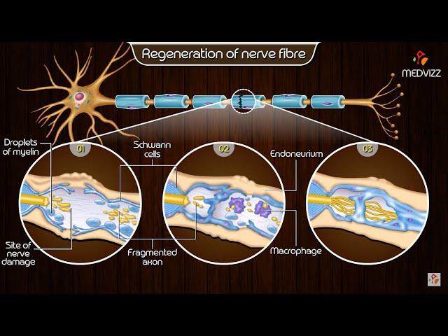 Neuroregeneration in the peripheral nervous system (PNS) - Physiology medical animations