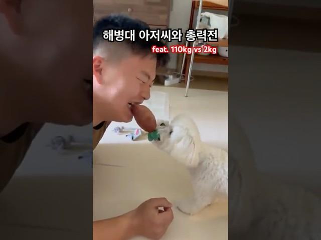 해병대 아저씨와 총력전 (feat. 110kg vs 2kg) #해병대 #rokmc #military #팔각모 #강아지 #말티푸 #멍미르 #shorts #shortvideo