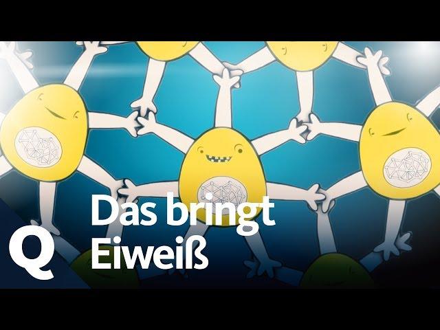 Herz, Hirn und mehr: Ohne Eiweiß funktioniert nichts! | Quarks