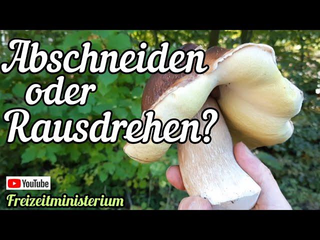 Pilze abschneiden oder rausdrehen? Was sagst Du?