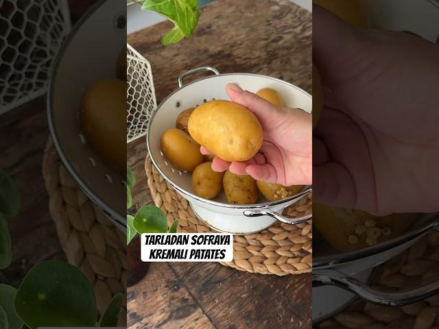 Tarladan sofraya fırında kremalı patates 🫵 #hasat #tarif #pratiktarifler #doğa #growyourownfood