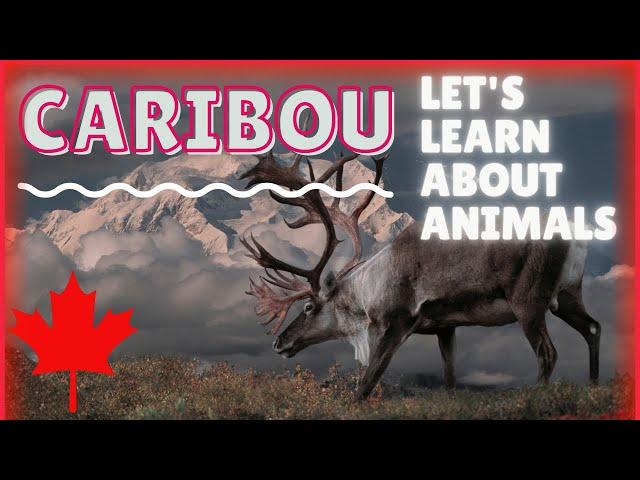 Learn About Caribou: Educational Video / ESL Listening Lesson - Iconic Canadian Animals (Reindeer)