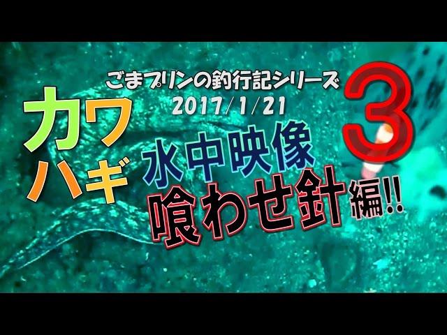 カワハギ【競技くわせ】で水中映像その3