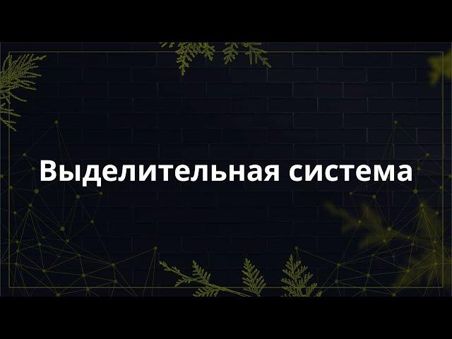 Выделительная система | Диана Димитрова