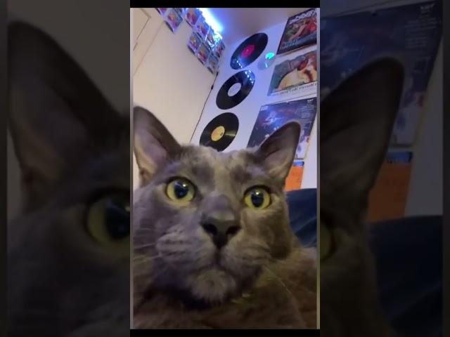 Спасибо за Музычку @murflauer  #котики #милота #милыекоты #накамеру #эдит #edit