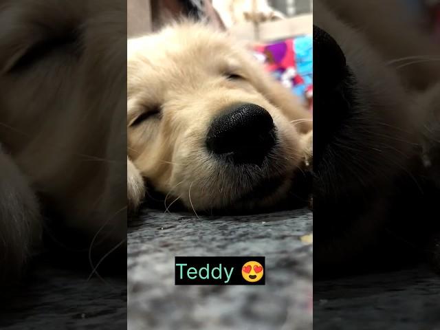 the best thing happened | in my life is u my cutie Teddy |  #love #dog #dogslove #cute #shorts ....