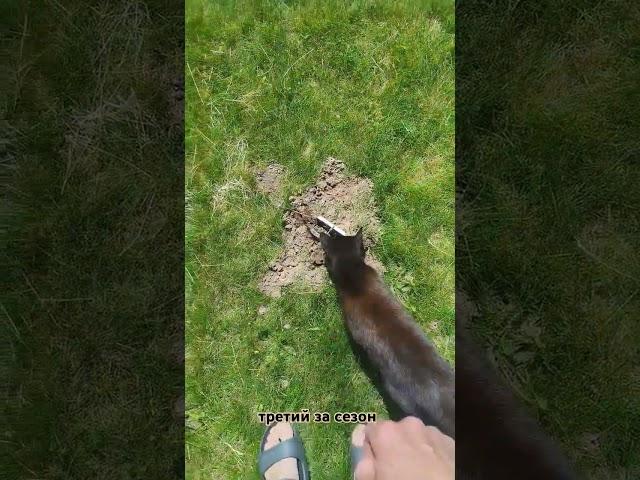 кроты атакуют.