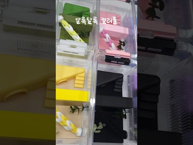 이렇게 예쁜 사육장세트가?️ #도마뱀 #크레스티드게코 #반려동물