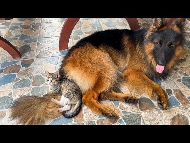 Tiny Kitten Raised By Dogs Thinks She's Part Of The Pack