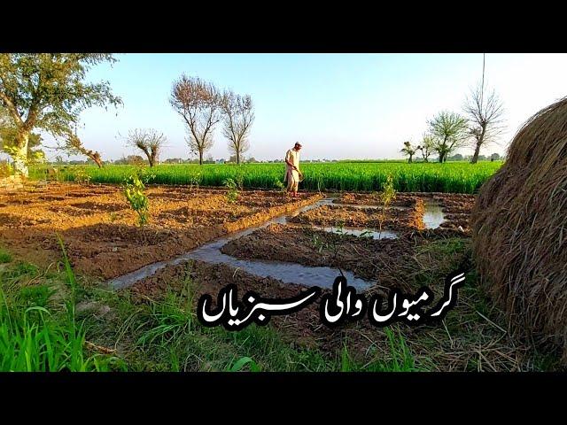 Summer vegetables in My Garden ہم نے گرمی والی سبزیاں لگا دی