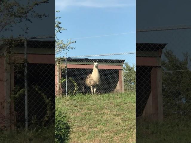 Llama staring me down