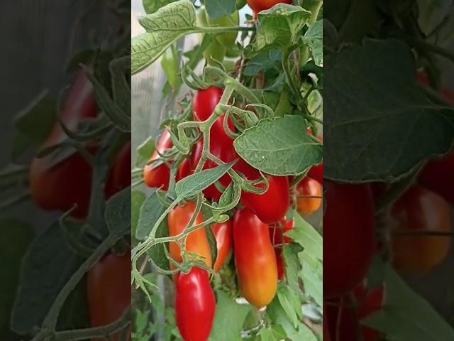 два куста томатов, куча банок под закатку // вацап для заказа 89152458159 письменно