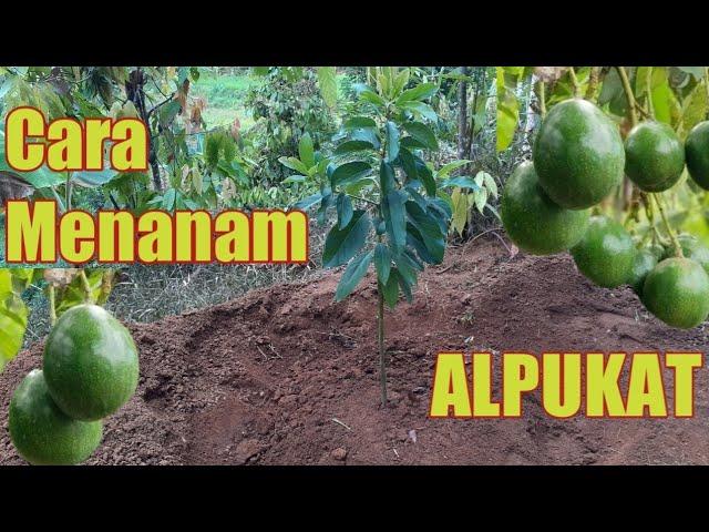 Cara Menanam Alpukat Miki / How To Plant Avocado Tree