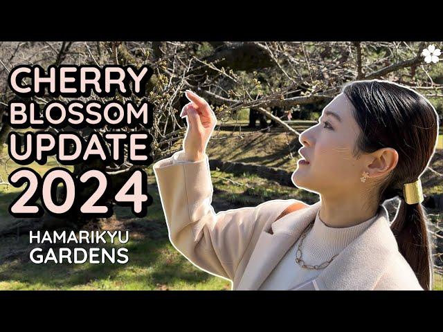 Cherry Blossom Update 2024 in Tokyo  Hamarikyu Gardens