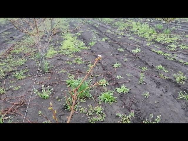 Персик, абрикос и слива. Как перезимовали в низине.