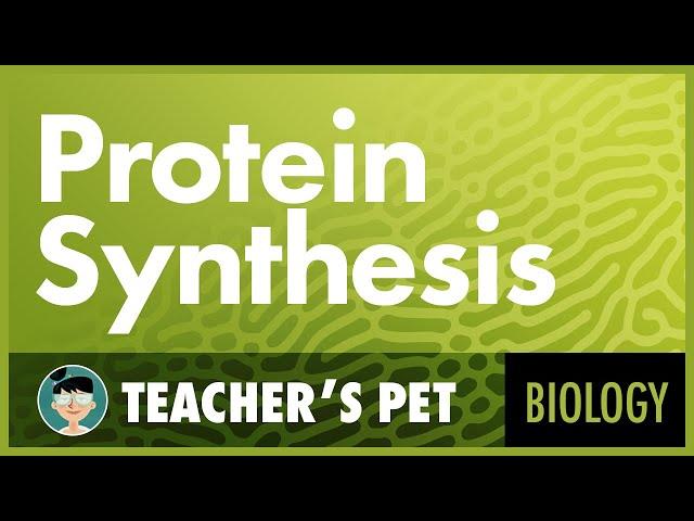 Protein Synthesis