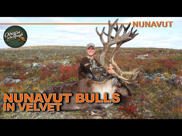 Hunting Big Caribou in Velvet on the Tundra of Nunavut | Canada in the Rough