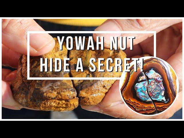 Yowah Nut hide a SECRET! | Opal Auctions