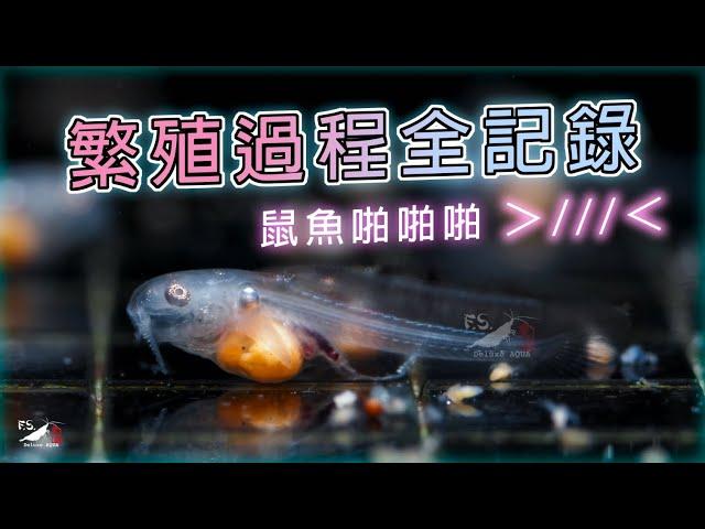 【水寵系列EP7】什麼!居然是這樣繁殖的!!好害羞////// ｜鼠魚繁殖｜紀錄｜Corydoras