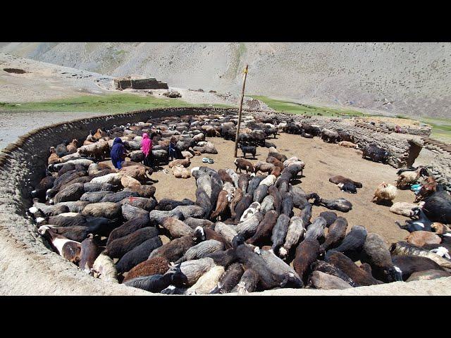 Afghanistan nomads daily work Part one | Shepherd mother cooking organic foods