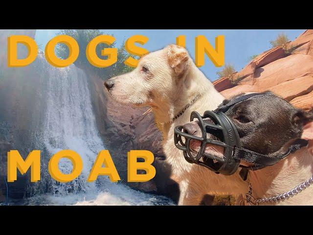 AMAZING! RV Dogs Find Hidden Canyon Waterfall in MOAB - Super-Cute Dog-Friendly Activities