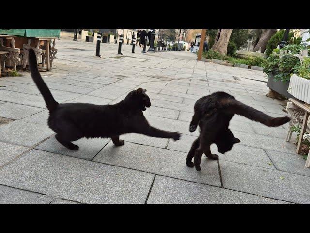 Psychopath Black cat bullies all cats around her by attacking them.