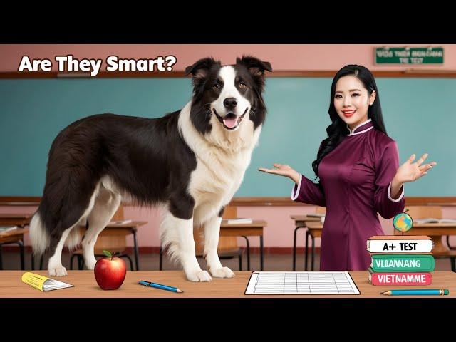 Border Collie: The Smartest Dog in the World – Amazing Intelligence!