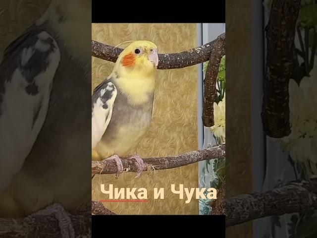 Cockatiel Mating Call. Cockatiel best singing. Cute Cockatiel. Cockatiel Scream Корелла Самец