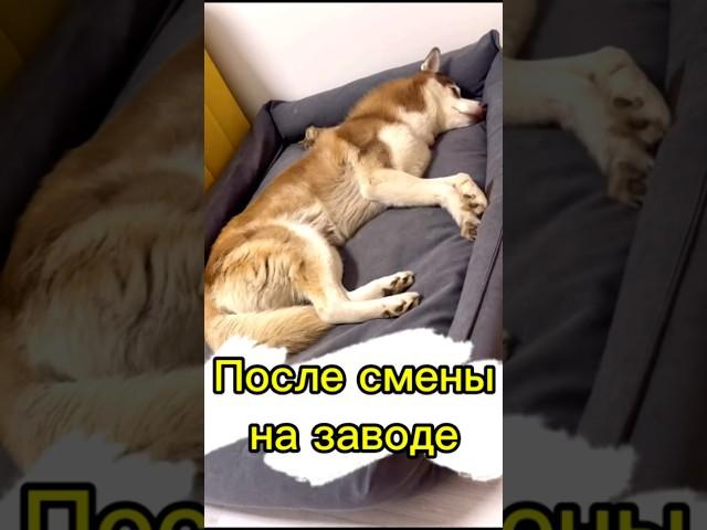 В блоге жизнь с хаски!️ #хаскивидео #юмор #собака #собакаулыбака #хаски #мем #питомцы #забавные