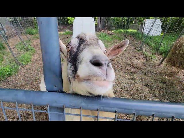 Goat Farm Chores... Monday Morning