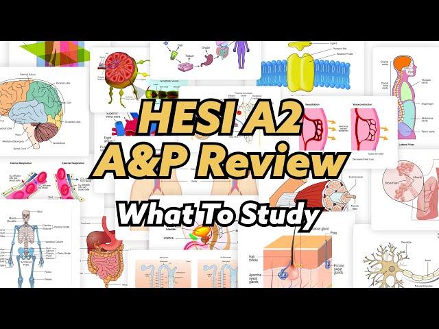 HESI A2 Anatomy & Physiology Review (WHAT TO STUDY IN DEPTH!)