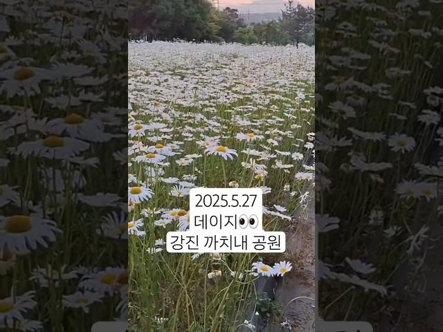 오늘 하루 데이지꽃으로 기분 전환 #꽃말순수 #데이지 #강진여행 #꿈꾸는흙집마당민박