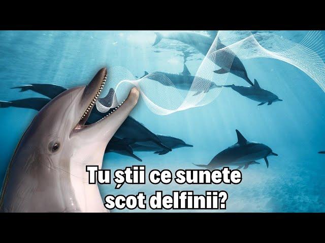 Tu știi ce sunete scot delfinii?